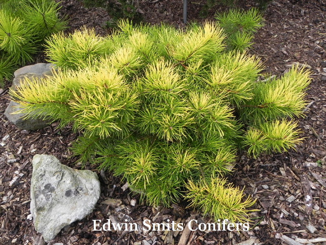 Pinus contorta 'Golden Striker'